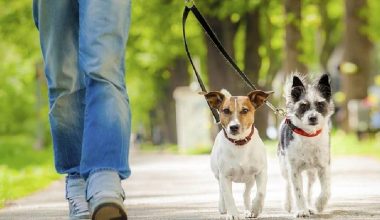 घरपालुवा कुकुरलाई सार्वजनिकस्थलमा शौच गराए एक हजार जरिवाना !