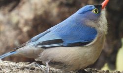 दुर्लभ चराको बासस्थान बन्दै रेसुङ्गा‐मदाने वन