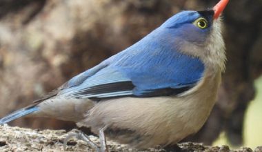 दुर्लभ चराको बासस्थान बन्दै रेसुङ्गा‐मदाने वन
