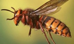 अज्ञात रोगले मौरी मर्न थालेपछि किसान चिन्तित