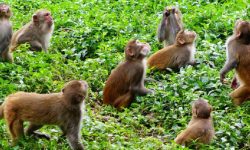 जङ्गलमा बाँदर भुलाउन फलफूल खेती