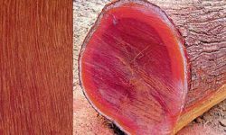 कपिलवस्तुमा रक्तचन्दन बरामद