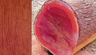 कपिलवस्तुमा रक्तचन्दन बरामद