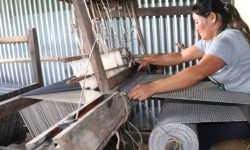 जङ्गलमा उत्पादित अल्लोबाट रोजगारीसँगै आम्दानी