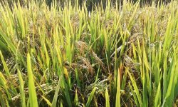 भित्र्याउने बेलाको मार्सीधानमा ‘ब्लाष्ट’ रोगको सङ्क्रमण