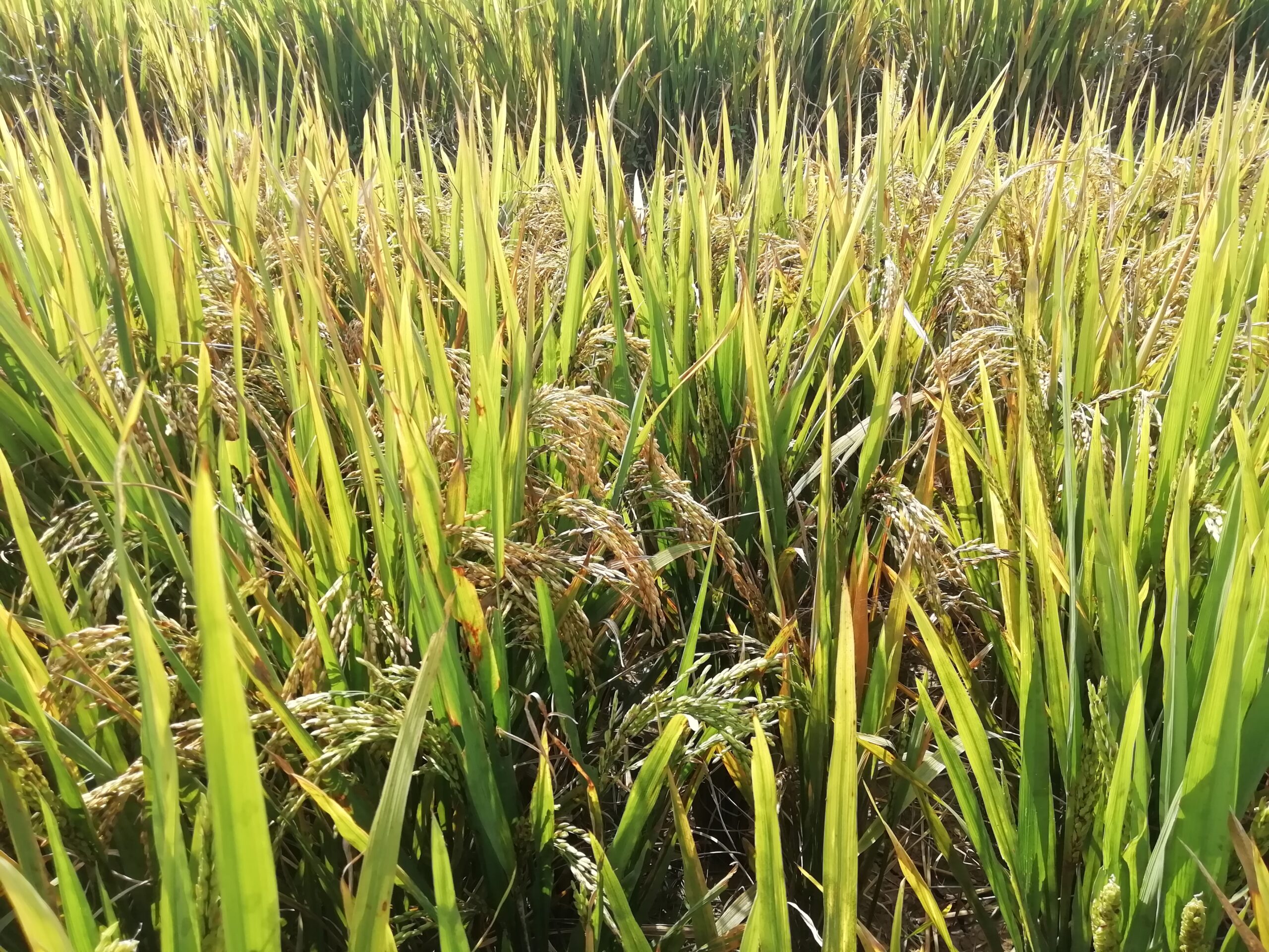 भित्र्याउने बेलाको मार्सीधानमा ‘ब्लाष्ट’ रोगको सङ्क्रमण