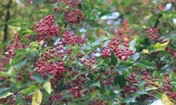 बाँझिएको जग्गामा टिमुर खेती