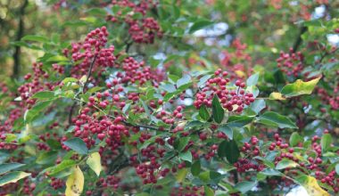 बाँझिएको जग्गामा टिमुर खेती