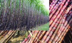 अनुदान नपाएपछि कैलालीमा उखुखेती घट्दै