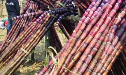 उखु अभावले ‘क्रसिङ’ लक्ष्य हासिल भएन, उद्योग एक महिनाअघि नै बन्द