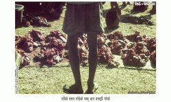 फुलपाती होइन राँगाको मासु भित्र्याईन्थ्यो