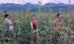 भिण्डीले बजार नपाएपछि किसान समस्यामा