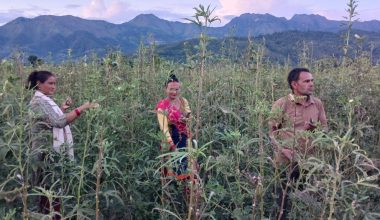 भिण्डीले बजार नपाएपछि किसान समस्यामा