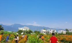 फूलखेतीमा रमाउँदै युवा कृषक