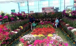 पुष्प मेलामा आकर्षण