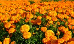 तिहारमा फूलको मूल्य बढ्ने