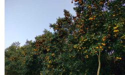 रसिलो सुन्तला किसानका अमिलो व्यथा