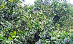 ‘गत वर्ष ६ लाख आम्दानी, यसपाली कागती बोटमै’