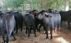 पोखरामा मुर्रा राँगालाई फूलमालासहित स्वागत