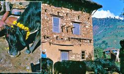 यमपञ्चकको चाैथो दिन आज गोरू तथा हली तिहार