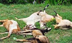 हिमचितुवाको आक्रमणबाट ८२ च्याङ्ग्रा मरे