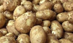 मेची बगरमा युवाले फलाए ८६ लाखको आलु