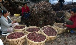 किसानलाई अलैँची भित्र्याउन चटारो