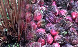 अलैँचीको मूल्य बढ्दा भोजपुरका किसान उत्साहित