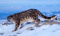 हिउँ चितुवा र संस्कृति संरक्षणमा नासों