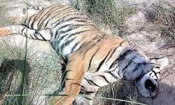 पाटेबाघ मृत फेला