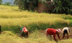 चाडपर्व र बाली थन्क्याउने चटारो सँगसँगै