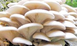 मूल्य घटेपछि च्याउ उत्पादक किसान मर्कामा