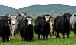 चौँरीपालन व्यवसायमा किसानको आकर्षण घट्दो