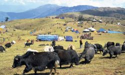 चरन क्षेत्र नहुँदा समस्या