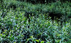 गाउँको पाखोबारीमा चियाखेती