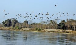 चिसो छल्न चितवनमा ‘पर्यटक’ चरा आउन थाले