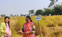 झापामा फल्यो ८१ प्रजातिको रैथाने धान