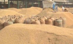 खाद्यले गर्याे किसानको दुई हजार पाँच सय क्वीन्टल धान खरिद