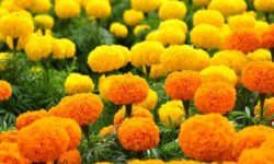 सयपत्री फूलको बिक्रीबाट पाँच लाख आम्दानी