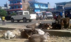 Helpless cow protection campaign demands establishment of Kanji house in every local level