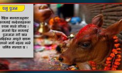 गाई, गोरु र गोवर्द्धनको पूजा गरिँदै