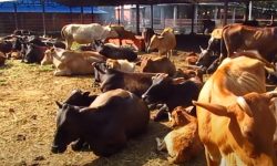 दाताको भरमा गौ संरक्षण