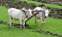 हलगोरु पाल्ने किसानलाई पोखरा महानगरको अनुदान