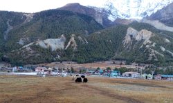 चिसो बढेपछि बेँसी सारिँदै गोठ