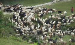 चिसो बढेपछि बेँसी सारिँदै गोठ