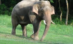 एकाबिहानै जङ्गली हात्ती गाउँ पसेपछि…