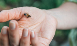 मानिसलाई डसेपछि किन मर्छ मौरी ?