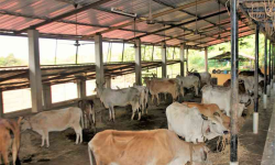KMC to manage stray cattle in Dakshinkali-based ‘Kanji House’