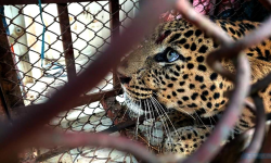 चितुवा समातियो