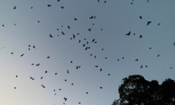 शान्ति बाटिकामा ‘काग’ सम्मेलन